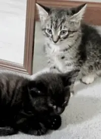 《萌宠记》：治愈系纪录片，萌化你的心！揭秘宠物不为人知的爆笑日常与暖心瞬间！